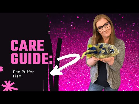 Care Guide_ Pea Puffer Fish Thinking about getting a Pea Puffer? Not sure what their needs are? What a good tank set up would be