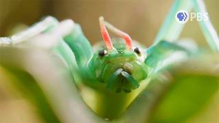 This Stick Insect Has a Peppermint-Scented Secret Weapon | Deep Look