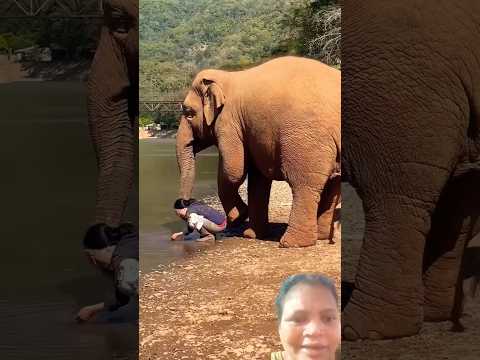 🐘👱🏻‍♀️🐘 ആന രണ്ടും ഉടമസ്ഥന് വെയിൽ കൊള്ളം പാടില്ല എന്ന് രണ്ടാണ് ആന അങ്ങോട്ടും ഇങ്ങോട്ടും നിക്കുവാ 🫶🏻🙏🏻