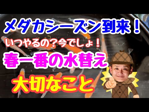 メダカシーズン到来！春一番の水替えで大切なこと
