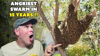 They Were Supposed To Be Friendly | AGGRESSIVE BEE SWARM