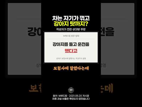 신호위반 해놓고 강아지 탓 하는 운전자 #한문철 #블랙박스 #교통사고