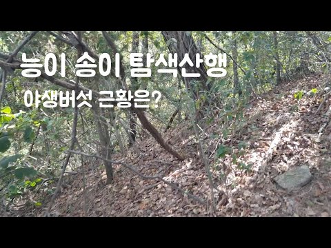 🍄노루궁뎅이버섯 <strong>영지버섯</strong> 버섯산행과 현재 상황은?