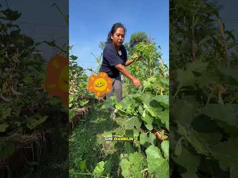 Pilih labu ini, stok makanan bakal ada terus #kebun #berkebun #garden #homegarden