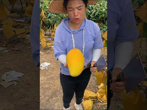 रूपा के बिना गुठली वाले आम कैसे हैं।। #shorts #youtubeshorts #mango #fruit #farming #farm