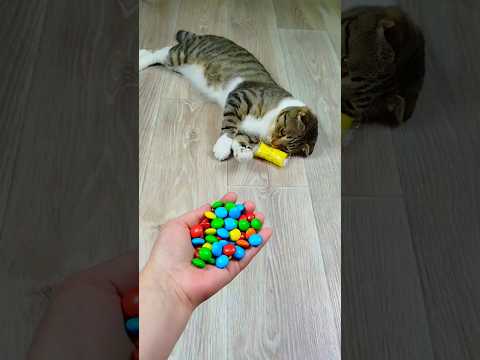 Funny Cat Barsik ๐๐ฌ Reverse video #marblerunandmore #cat #reverse