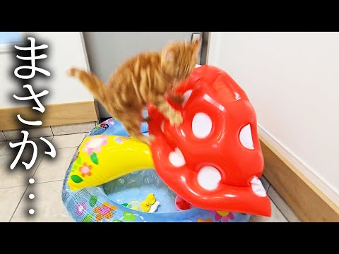家の中にプールがあったら子猫と犬が大喜びで大変なことに...