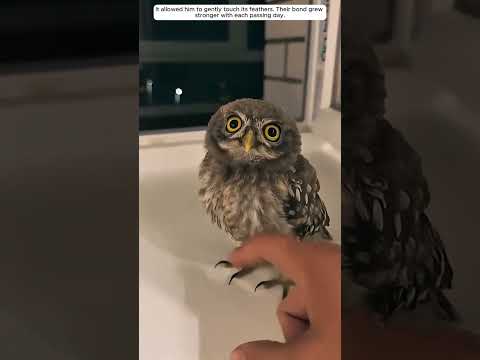 A man turned a window begging owl into his close friend