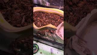 My genetic stripe sunfire reticulated python exploring his new coco bedding 
