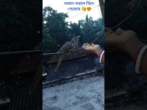 সকাল সকাল খিদে পেয়েছে 😘🪶 #birds #shorts #shortvideo #status #foryou  #subscribe @RimiNaskar672