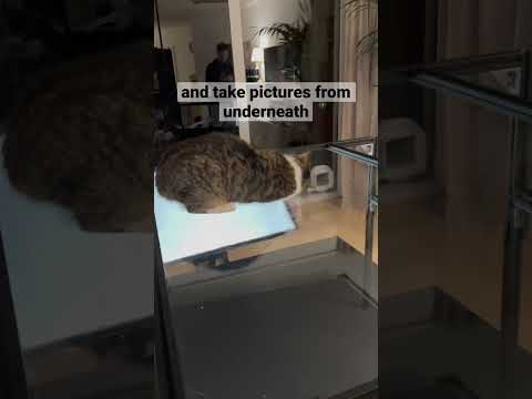 you’ll end up with the silliest shots 📸😹 #furryfritz #catographer #cats #catnip #funnycats