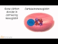 Respiratory System Concepts