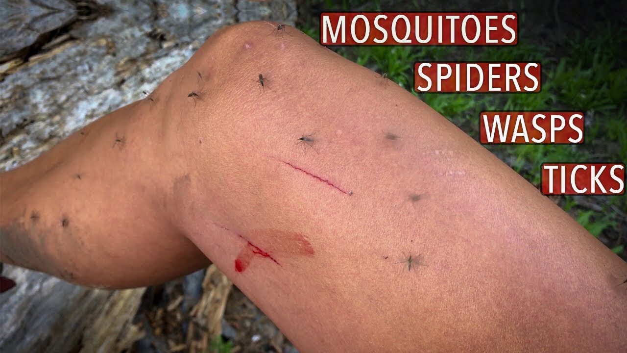 Backpacking Around Dangerous Bugs (Ticks, Mosquitoes, Spiders, Wasps)