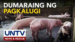 Hog industry, nanawagan ng agarang aksyon sa pagkalugi ng lokal na industriya