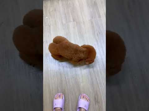 Không được cười bạn nhé ! #trending #viral #pets #dog #funny #shorts #video #youtubeshorts