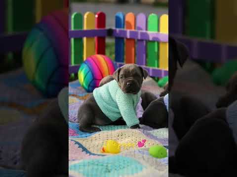 #doglover #viral #shortvideo