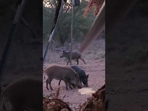 Bring Home the Bacon - 28 ish Boar Hog Kills