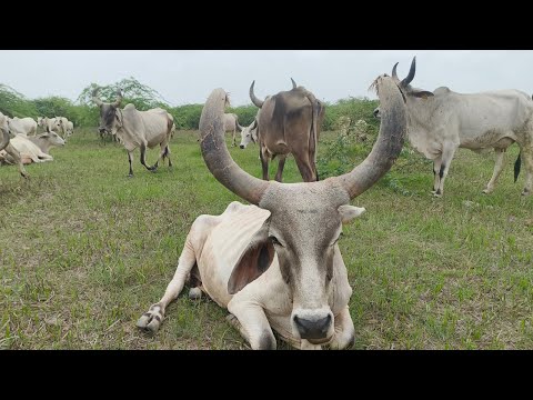इतनी सारी गाय एक साथ  | गाय को बेचना हैं