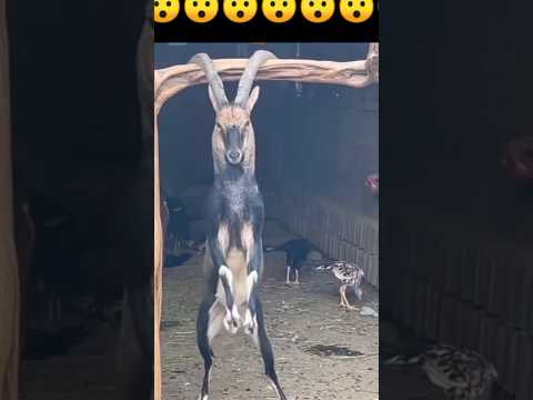 Mountains Goat