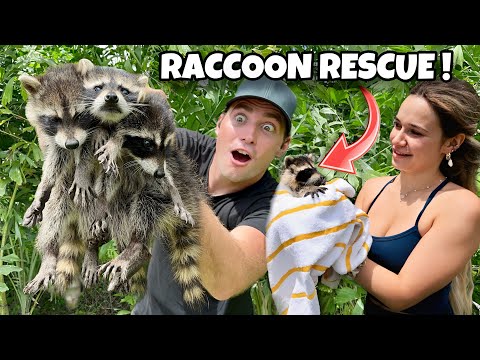 RESCUED BABY RACCOONS ABANDONED BY MOTHER ! WILL THEY SURVIVE ?!