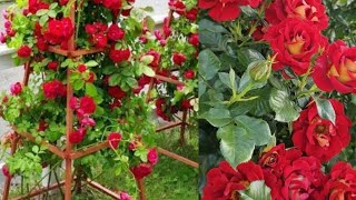 How to take Care of Rose Plants in Rainy Season| Top tips  Rose Care Guide |Rose combo offer #rose 🔥