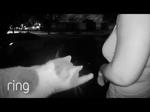 This Cat Exchanges Handshakes for Head Scratches! | RingTV