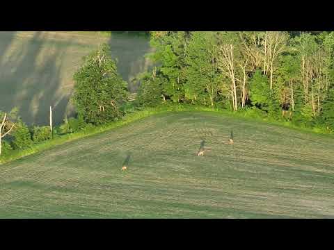 Deer Watching