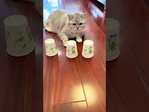 I didn't realize kittens had such strong memories. #cat #catvideos #kitten #cutecat #funny #shorts