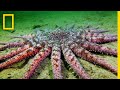 Sunflower Sea Star Behavior and Adaptations