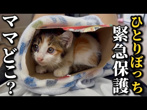 【新入り】3日間ひとりぼっちで必死に鳴き続けた子猫を緊急保護しました