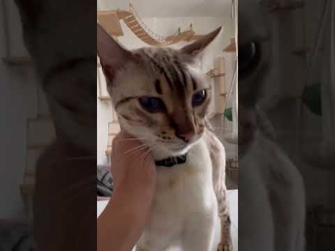 It was never about the big things #cat #sweetmoments