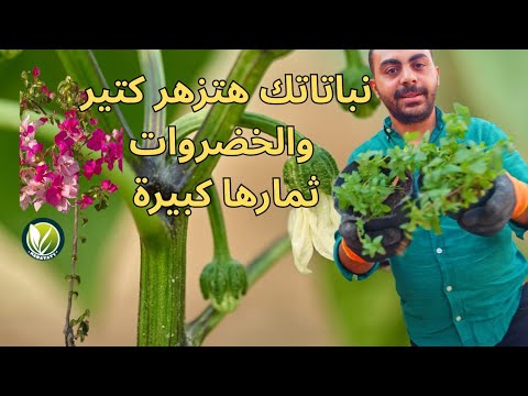ازهار غزيرة و تحجميم ثمار الخضروات والفاكهة 🥬🥭🌿