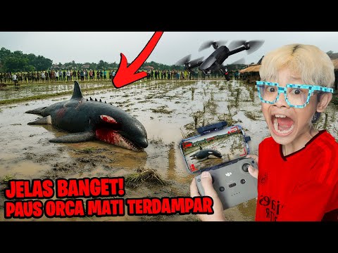 SEMUA ORANG PANIK IKAN PAUS ORCA RAKSASA TERDAMPAR KE TENGAH SAWAH TERTANGKAP KAMERA DRONE!!!