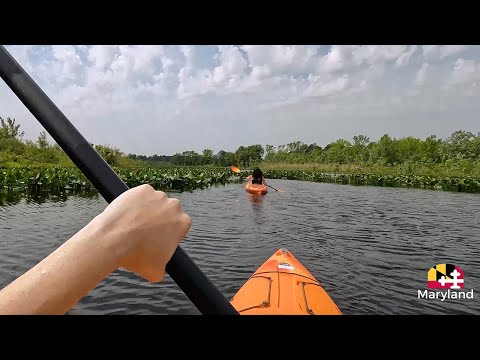 Immersive: Kayaking in Maryland