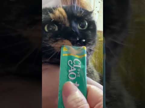 キレながらちゅ～るを食べる猫