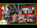 Urban Wildlife Adaptations and Roles