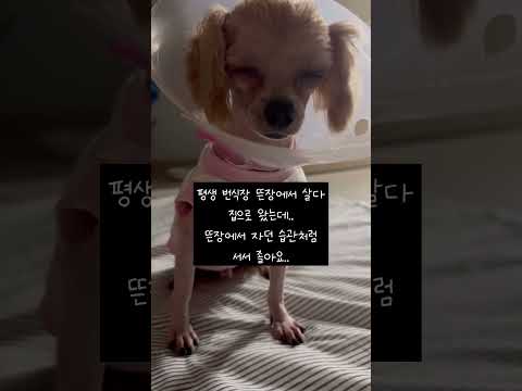 번식장에서 구조된 첫 날, 서서 졸고있는 라봉이 #사지말고입양하세요 #말티푸