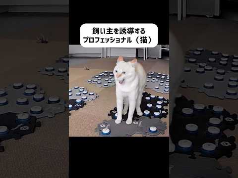 ひまネコ🐈“こんな言葉”で飼い主を誘導