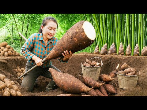 Harvest 2500+kg of taro and ginger, pick sugarcane and exotic fruits to sell at the market