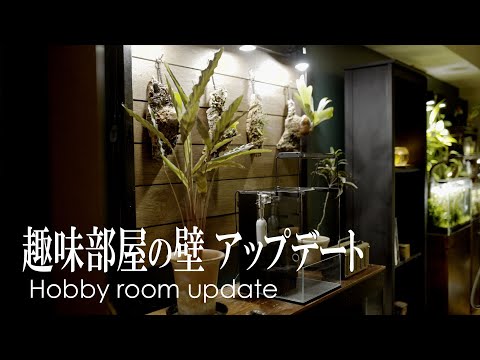 ［賃貸住まいのDIY］ビカクシダを吊るすイイ感じの壁を作る / Hanging wall for staghorn ferns