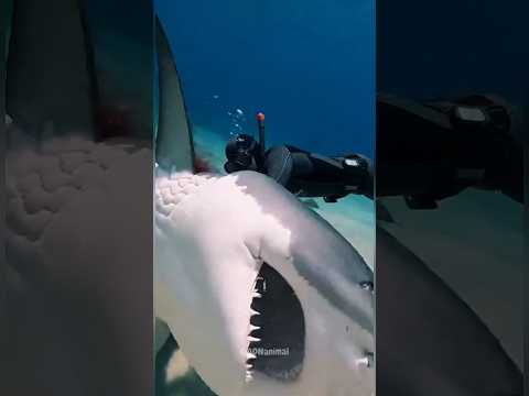 Lo que debes hacer si quieres salvarte de estos 4 animales. #shorts