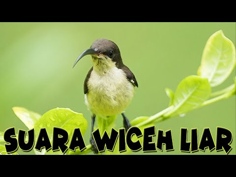 Suara Burung Wiceh Di Alam Liar | Wiceh Gacor Pemikat
