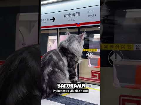 😱 МУЖЧИНА ПОСТРОИЛ ГОРОД ДЛЯ КОШЕК !