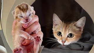 НОВЫЕ КОТЯТА БАРХАННОЙ КОШКИ ГЛАШИ / Рысь прячется от Артека