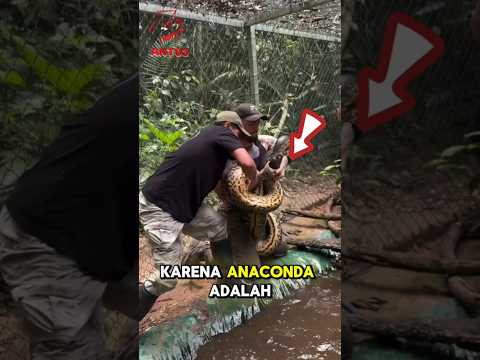 anaconda terbawa banjir hingga masuk ke rumah 😱😱😱❗❗❗ #shorts #viralvideo #viraltiktok