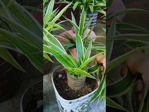 Pruning the leaves of spider plant old tree remove #shorts #plants #viralvideo #gardening