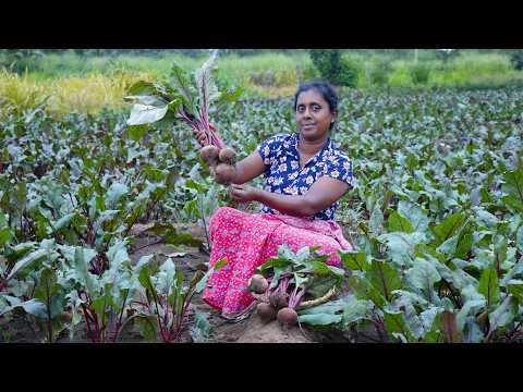 Beetroot fresh from the farm / Beetroot Egg Fry and Beetroot Salad,  village kitchen recipe