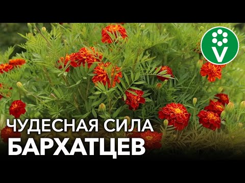 НЕ ВЫБРАСЫВАЙТЕ БАРХАТЦЫ ОСЕНЬЮ! Они повысят плодородие почвы, отпугнут кротов + рецепт чая от ОРВИ