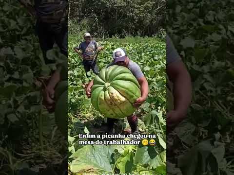 olha só esse girimom