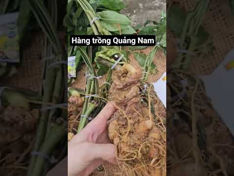 Hàng tròng chuẩn Quảng Nam. #sâmngọclinh #samngoclinhkontum